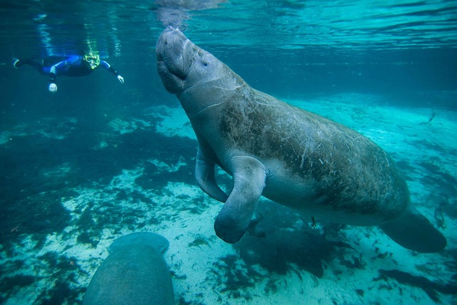 Manatee in Florida underwater